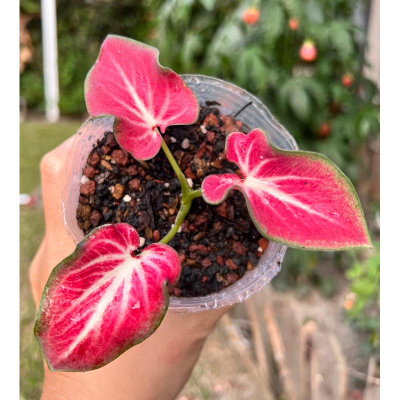 《天棠地芋》和牛彩葉芋 Caladium 和牛 泰國彩葉芋 泰彩 泰系彩葉芋