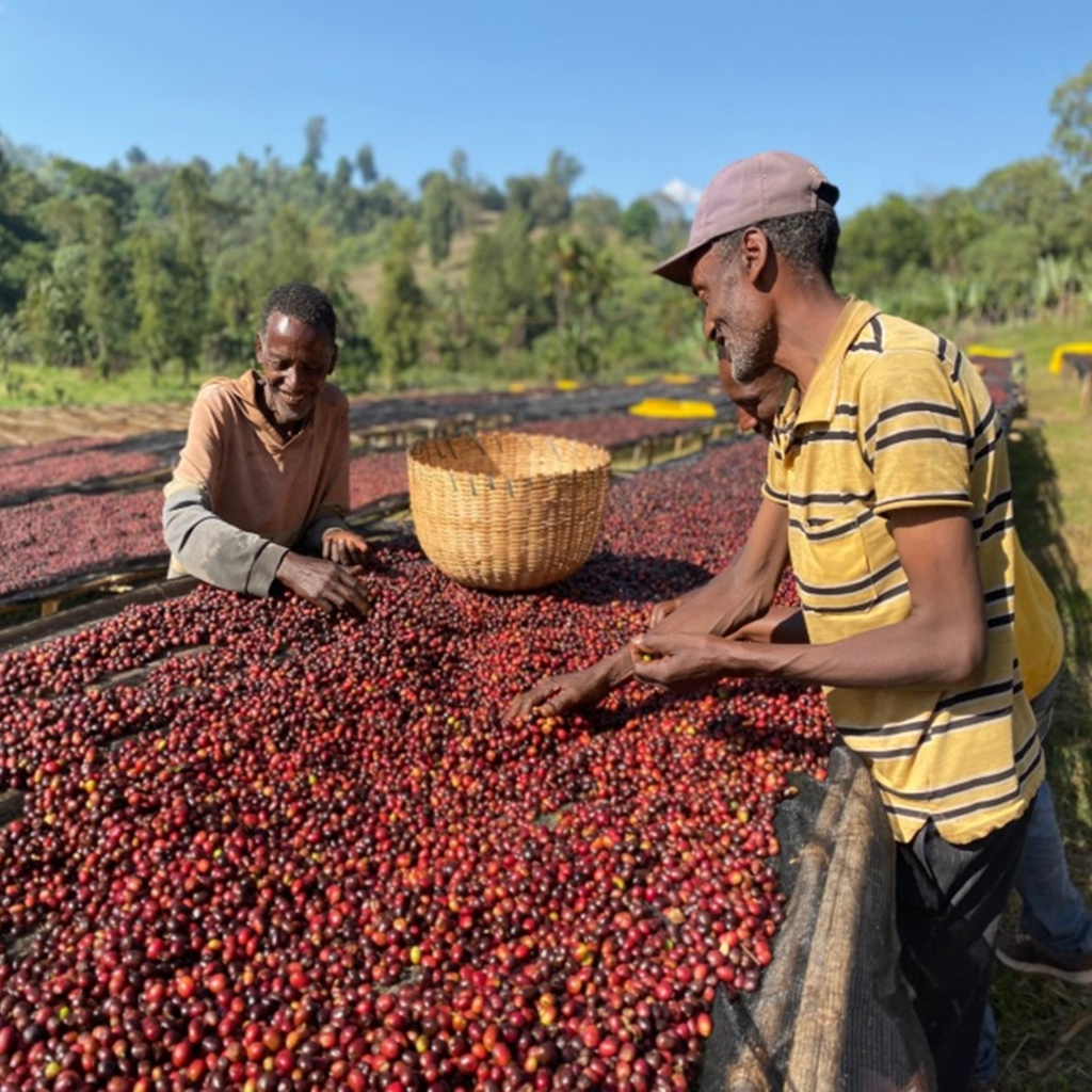 【昇品咖啡生豆】 衣索比亞 耶加雪菲 荷圖莓 水洗 G1｜真空包裝 1公斤