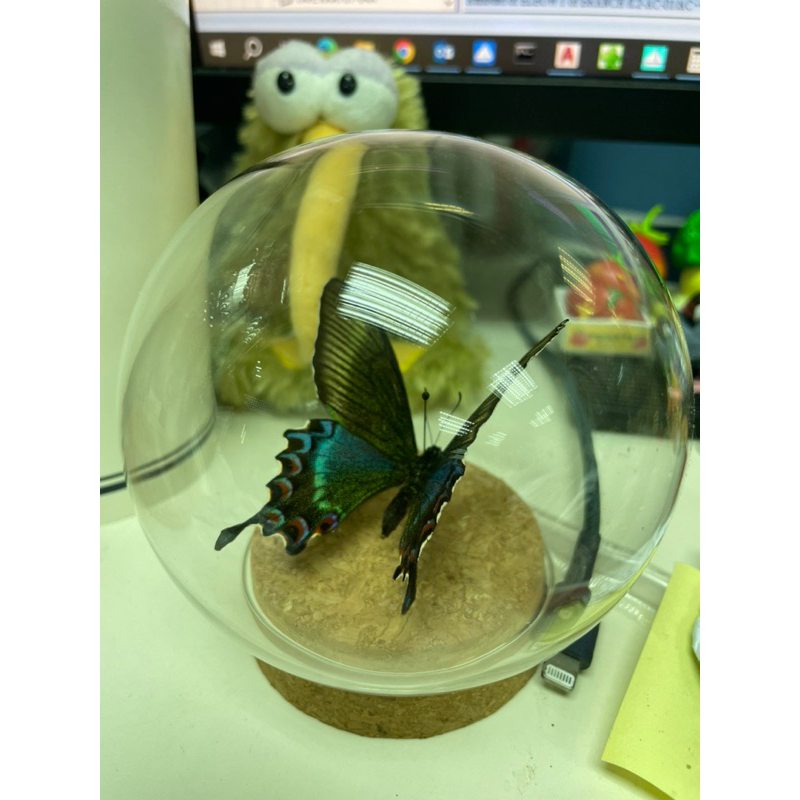 綠帶翠鳳蝶 生態球標本 桌面擺飾 生日禮物