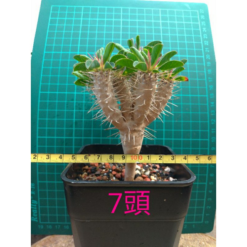 鬼棲閣Euphorbia guillauminiana《BFF Plant》5/20拍攝