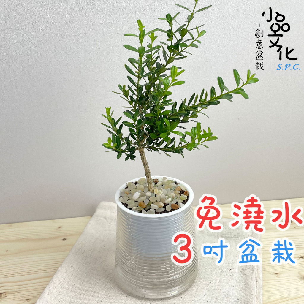 【小品文化】金柳【現貨】3吋山形免澆水盆栽 室內植物 室內盆栽 懶人盆栽 水培植物 水培盆栽 室內盆栽