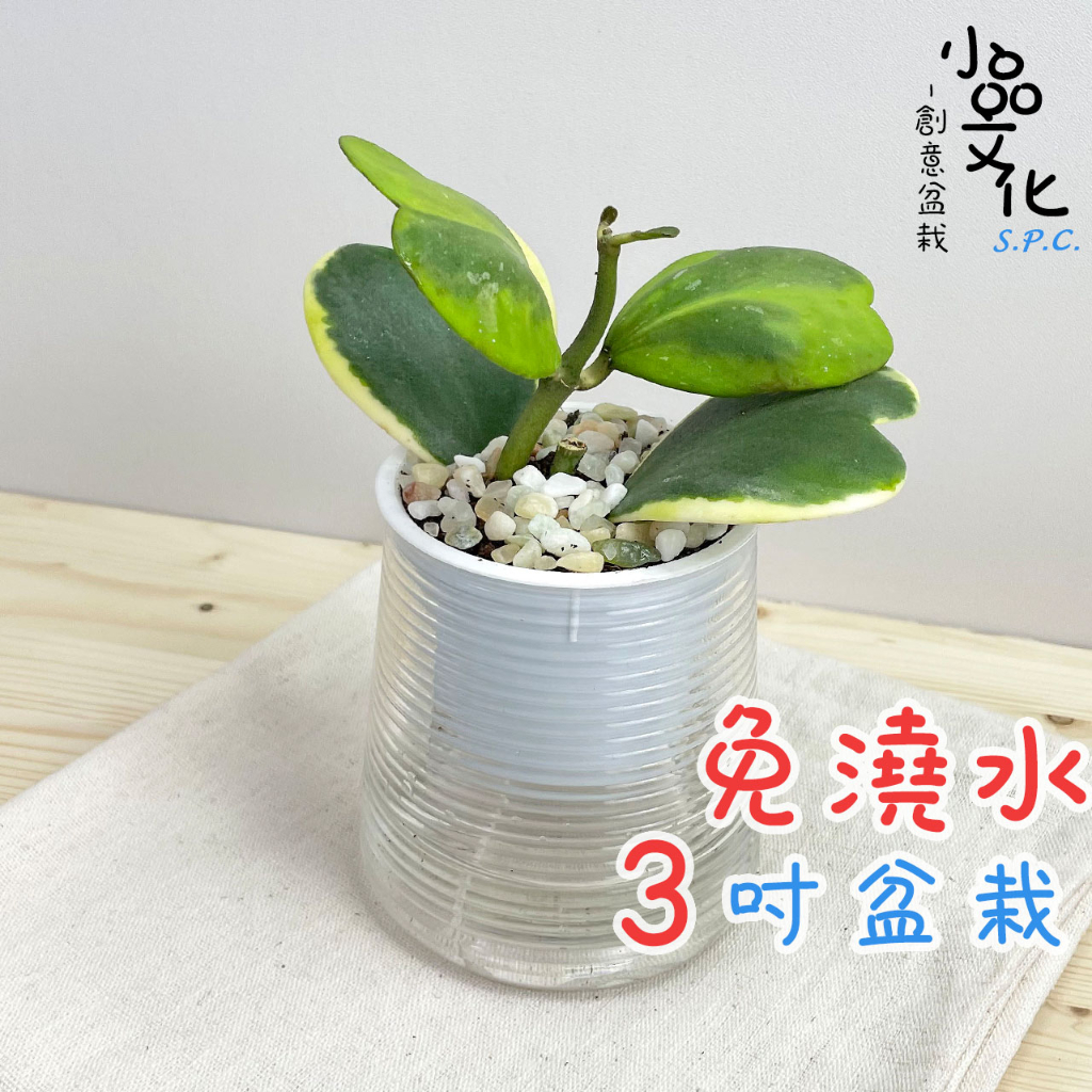 【小品文化】斑葉心葉毬蘭【現貨】3吋山形免澆水盆栽 室內植物 室內盆栽 懶人盆栽 水培植物 水培盆栽 室內盆栽