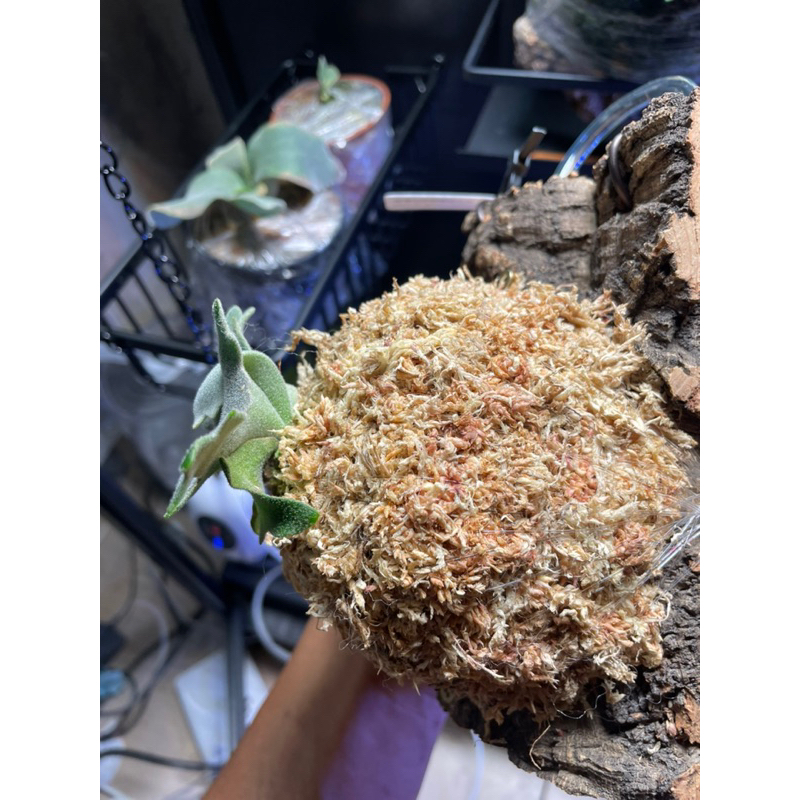 国内正規品】 zzz bacteria 2株 sporeling 植物/観葉植物 - www