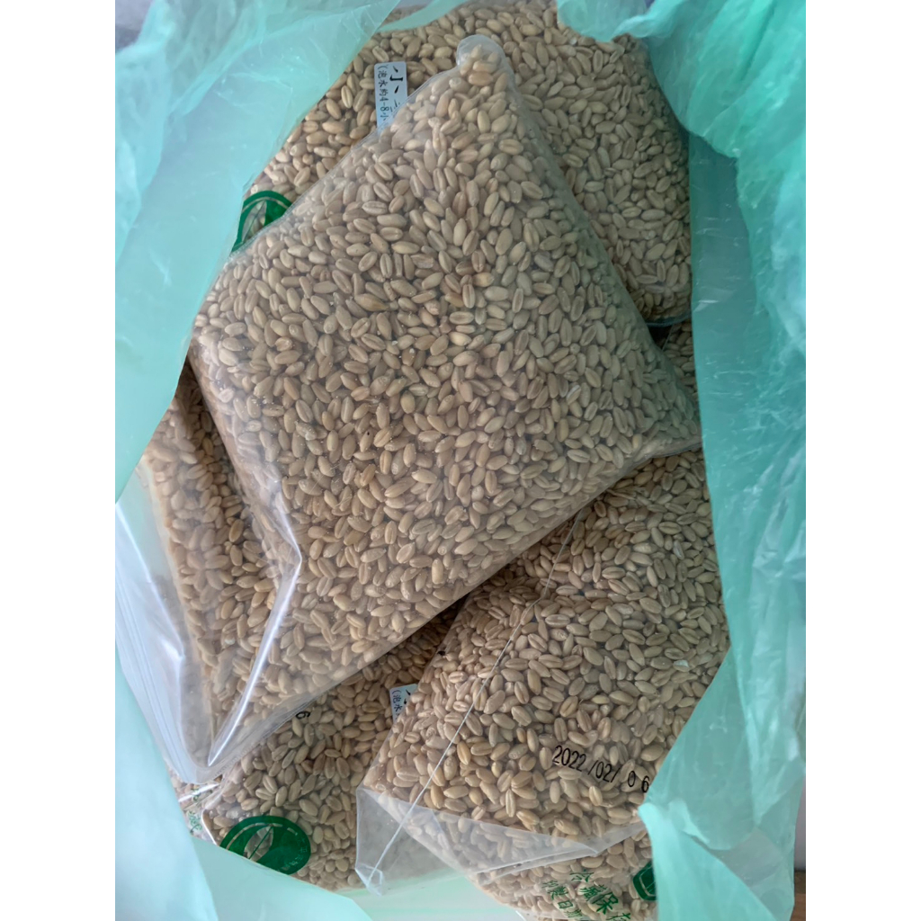 貓草種子/小麥種子600g-澳洲(黃小麥)-可水耕/土耕/煮食-95%高發芽率-芽菜種子/生菜種子