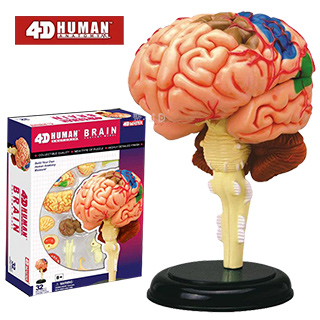 玩得購【4D MASTER】立體拼組模型人體解剖教學系列-大腦 626008