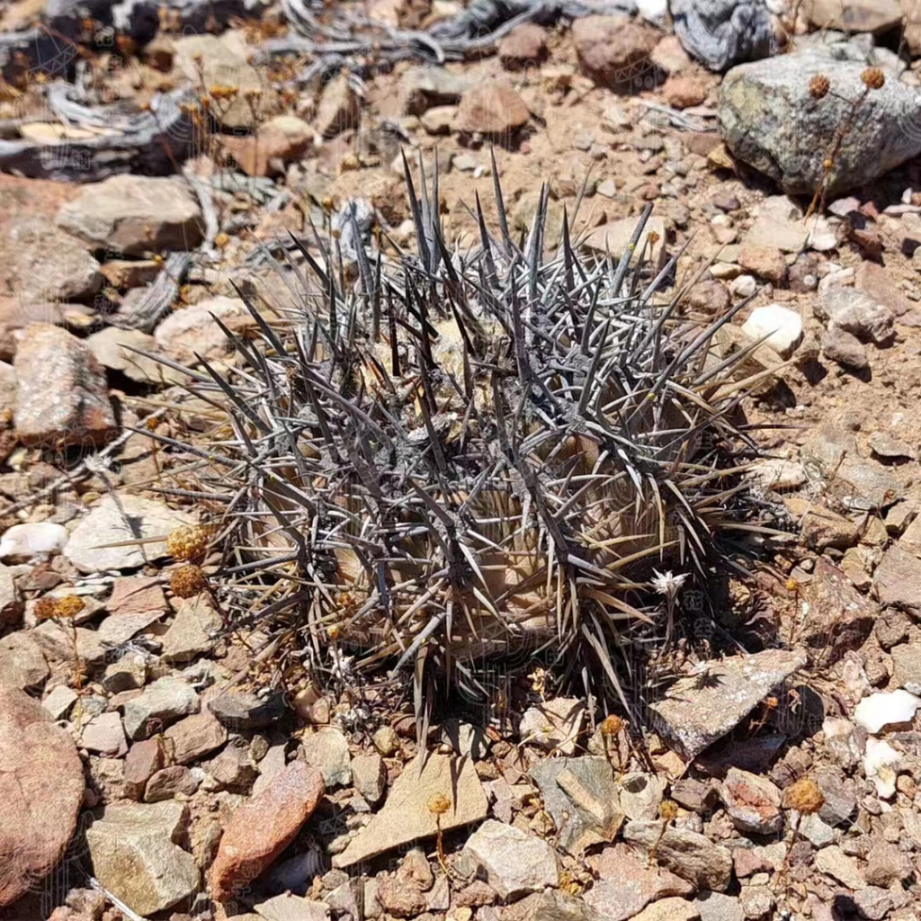 【塊根英雄】杜拉丸種子/龍爪球屬/Copiapoa dura/全球瘋搶熱門種子，珍稀獨家供貨