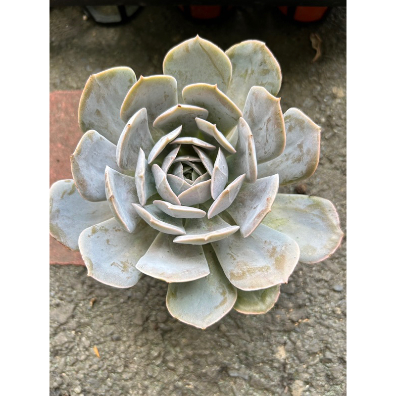 心❤️之頂樓多肉花園～玉蝶3寸盆