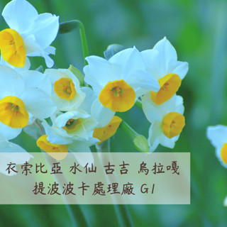 【悠漫咖啡】衣索比亞 水仙 古吉 烏拉嘎 提波波卡處理廠 G1 手沖咖啡 單品咖啡 單品手沖 咖啡豆
