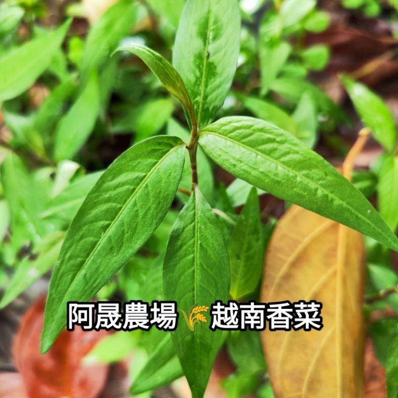 阿晟農場🌾叻沙葉/越南香菜/越南芫荽/香辣蓼/ผักแพว/鴨仔蛋 卓料