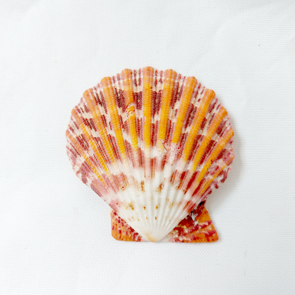 貝殼 手工藝材料 各色扇貝 貝殼