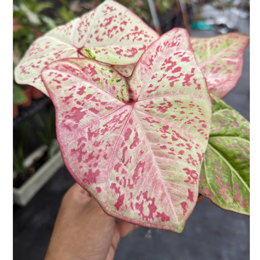 開心農元-觀葉植物- 米蘭彩葉芋 泰國彩葉芋 彩葉芋 Caladium