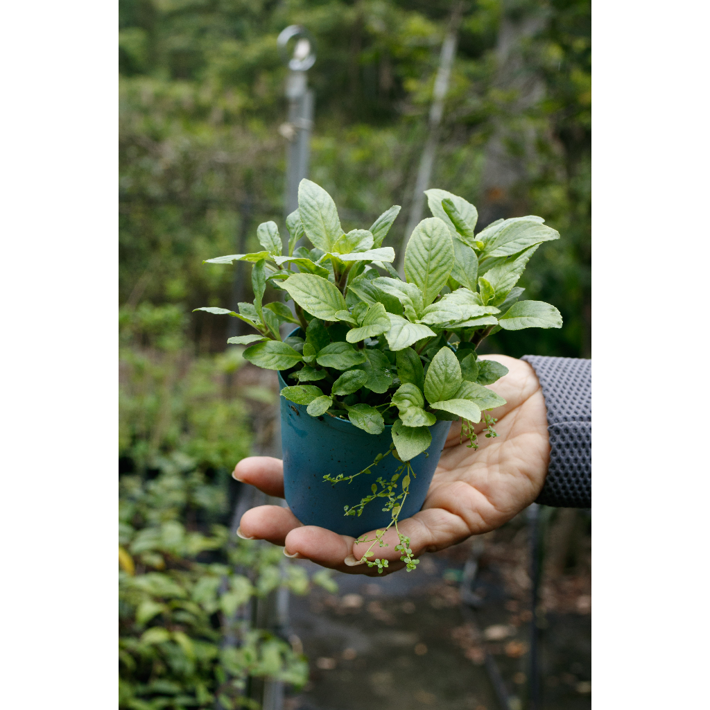 台灣原生種(多種野菜盆栽)-大葉田香草 蜂斗菜 山芹菜 假酸漿 刺蔥 食用樓梯草 紫蘇草 草石蠶 野木瓜 水八角 馬蘭頭