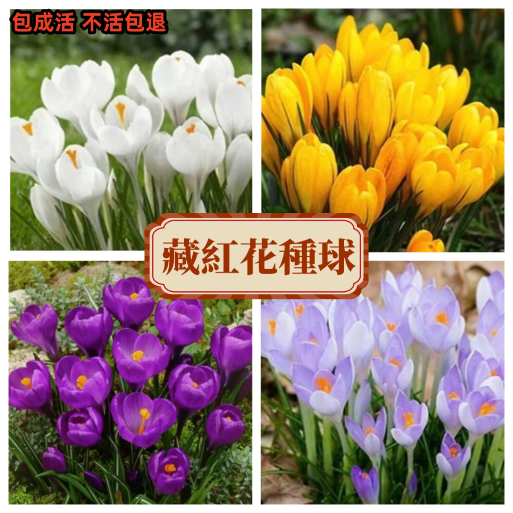 【藏紅花種球】名貴中藥花卉 球根 藏紅花種球 番紅花 帶芽出貨 四季種植 庭院花卉綠化 好養易活 耐寒耐旱耐高溫