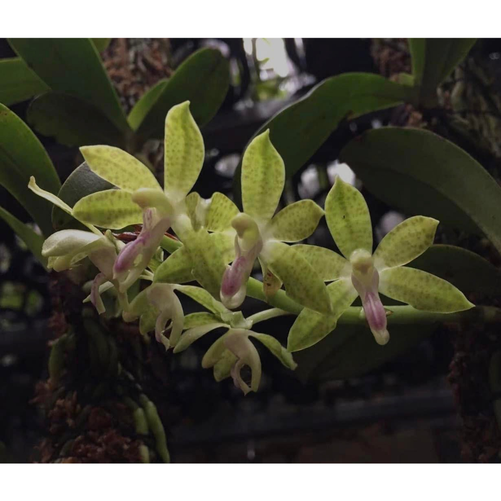 噢葉design  "Phalaenopsis subparishii(稀有品種) "  蘭花、塊根植物、圓葉花燭