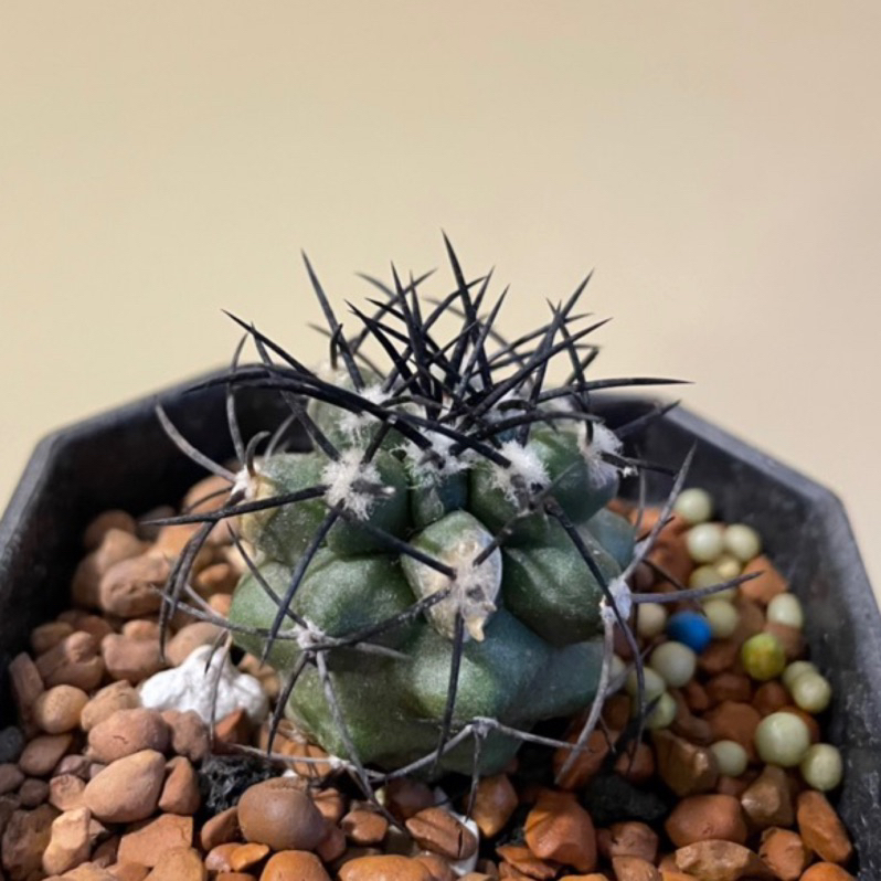 栗星玉 Copiapoa griseoviolacea 實生 龍爪球屬 黑王屬 仙人掌 塊根 多肉植物