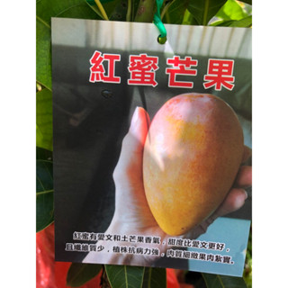 紅蜜 芒果 ｜4吋苗植袋 ～🥭嫁接果樹苗木，