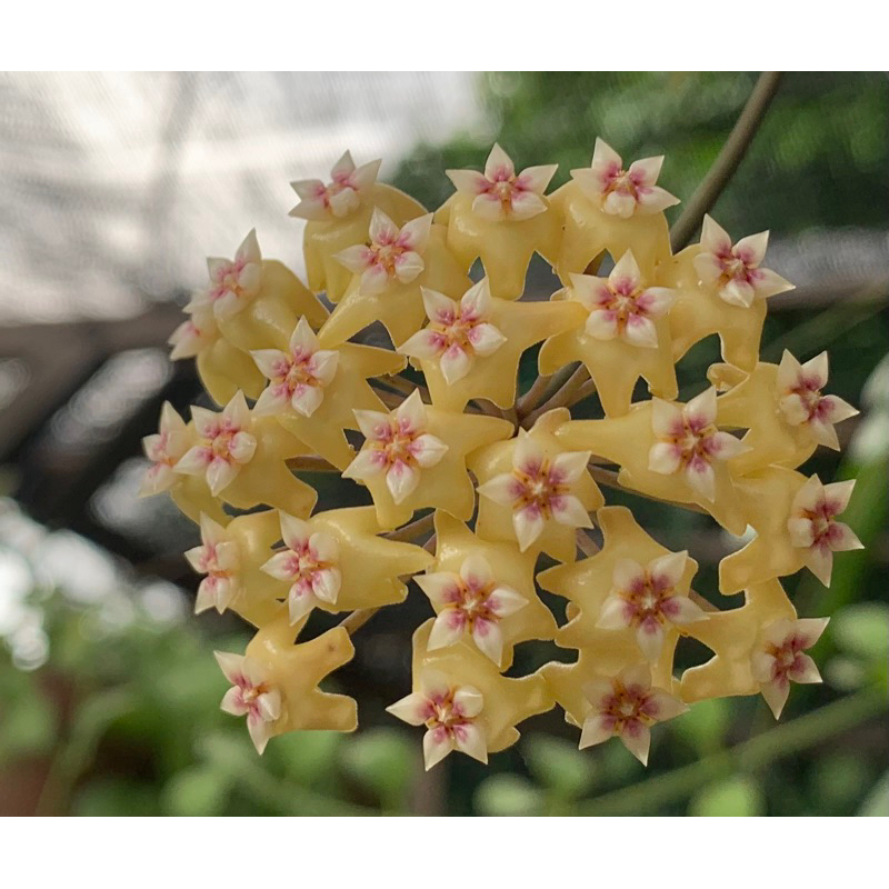 竹筒仔厝小花園  Hoya 光葉子就很美 香花款 毬蘭bp01-三吋盆