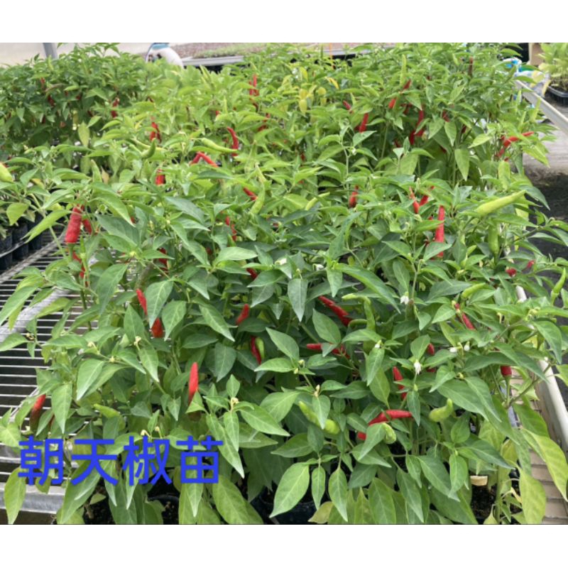 朝天椒苗,,約2.5吋。局家盆栽就可以種了！