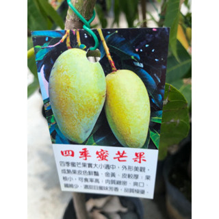 四季芒果｜4.5吋～苖植袋 / 🥭嫁接果樹苖木⋯