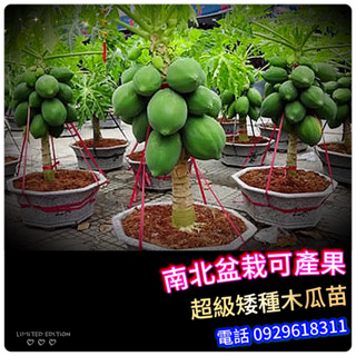 超級矮種木瓜苗盆栽【可快速結果】short Papaya 產量多、甜度高、矮種木瓜、矮木瓜、紅妃木瓜 水果苗