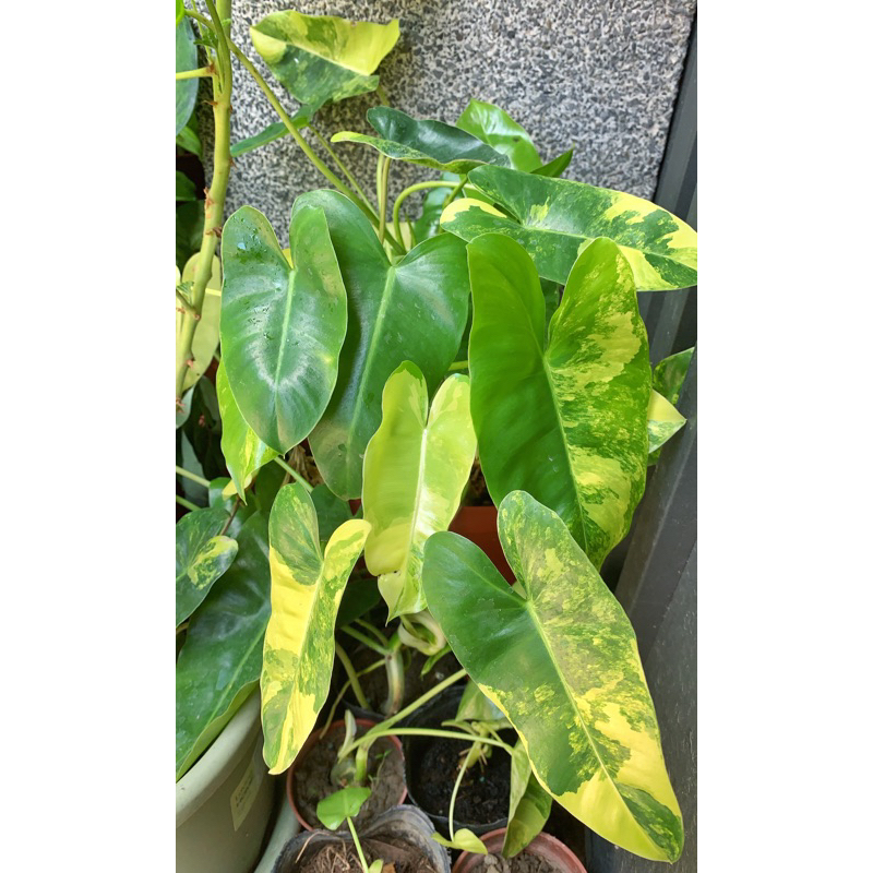 🦄️斑葉獨角獸蔓綠絨Philodendron 'Burle Marx' variegated美斑 3.5寸 觀葉植物