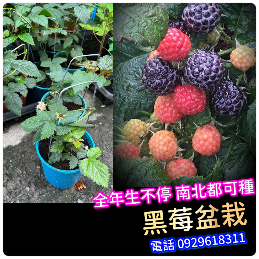 黑莓盆栽(無刺)BlackBerry美國進口(高端重瓣品種)蔓越莓 覆盆莓 樹莓 紅莓 藍莓 水果苗 錫藍莓 錫蘭醋栗