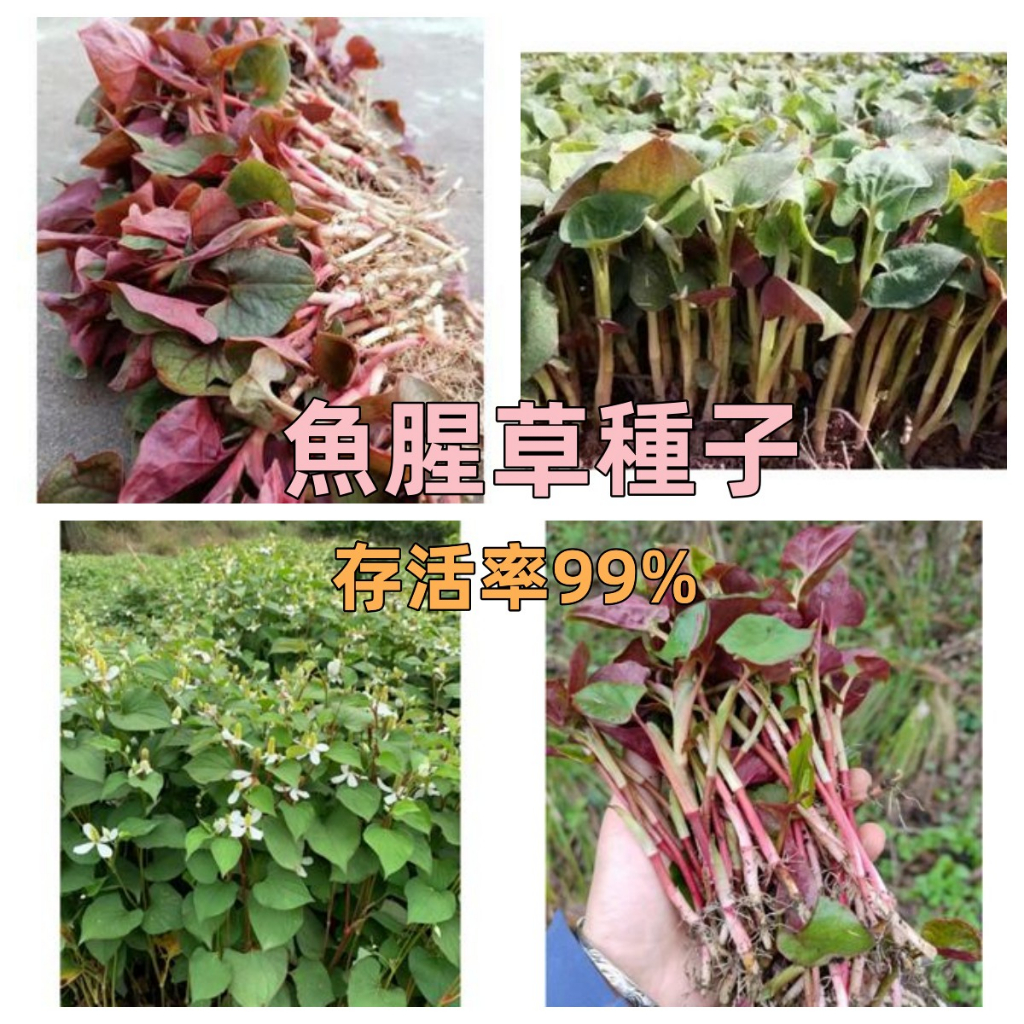 🔥【免運】🔥【魚腥草種子】涼拌折耳根菜 紅莖業魚腥草種子折耳根種子隨便都能發芽 盆栽清熱解毒提高免疫力速發