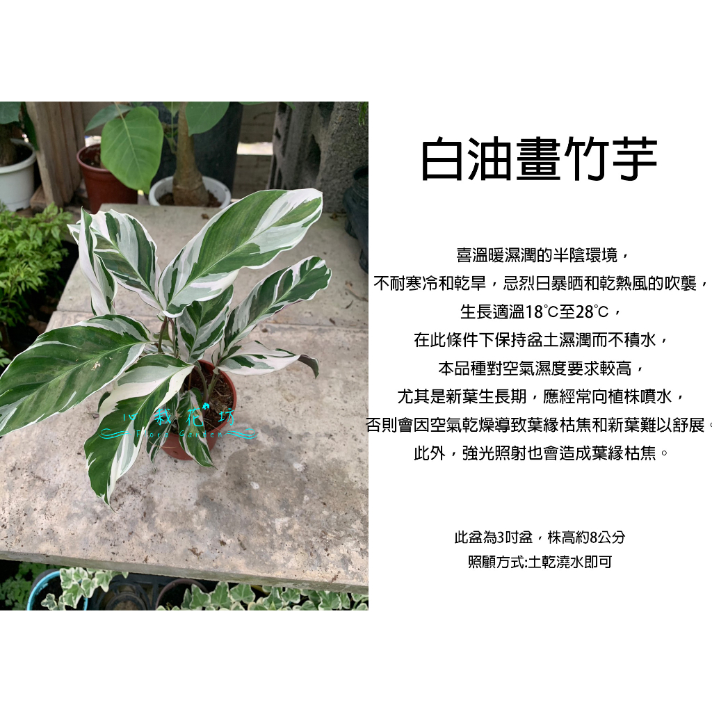 心栽花坊-白油畫竹芋/油畫竹芋/3吋/綠化植物/室內植物/觀葉植物/售價400特價350