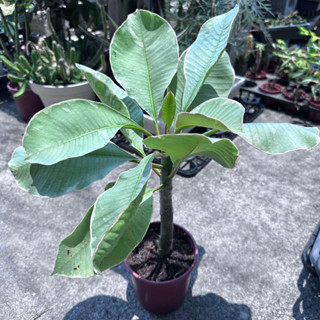 【外星人的植物園】斑葉雞蛋花 觀葉 盆栽 植物 現貨【滿額免運】