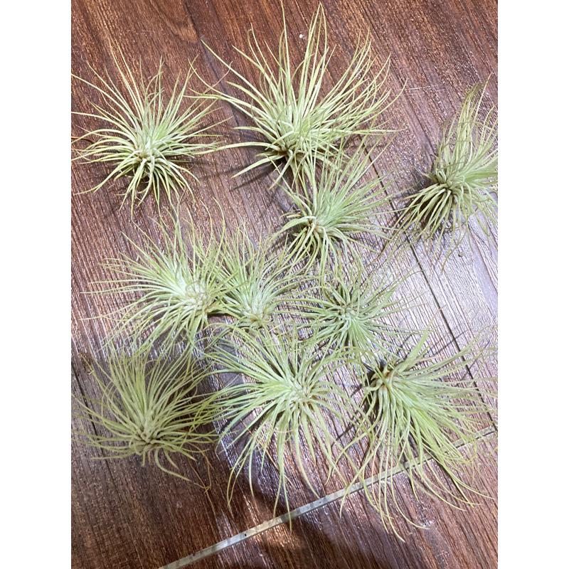 空氣鳳梨 紅寶石 Tillandsia andreana