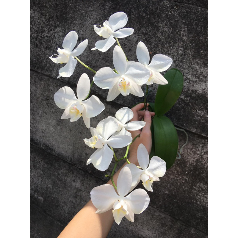 原生種蝴蝶蘭-Phal. aphrodite 蘭嶼自交實生苗