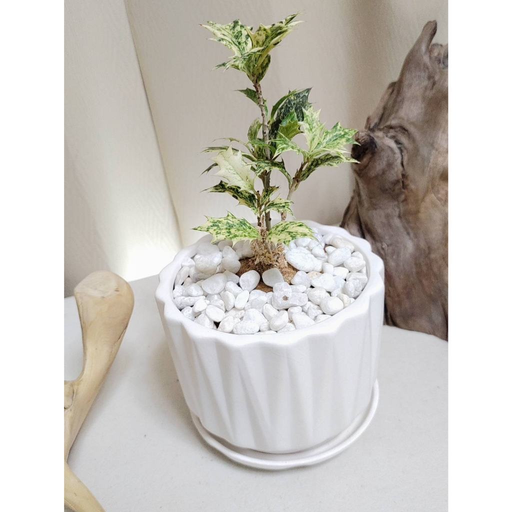 《Kamata🌈》☘️斑葉冬青瓷器盆栽☘️觀葉植物  室內植物 空氣淨化 網紅植物