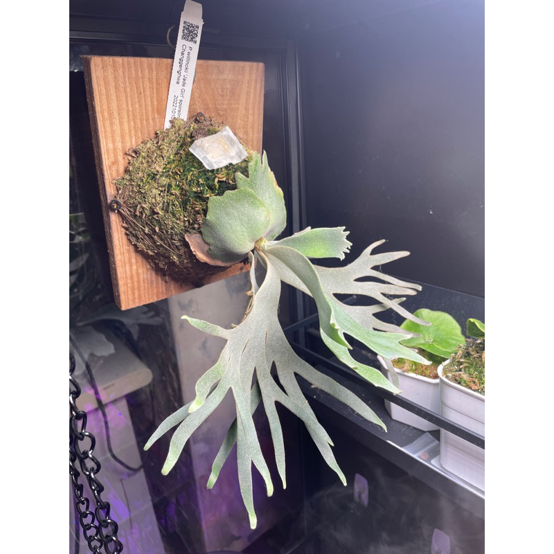 可分期 P.willinckii 'Jade Girl' sporeling 侏儒爪哇玉女孢子苗亞成株 有臉高冠高分岔
