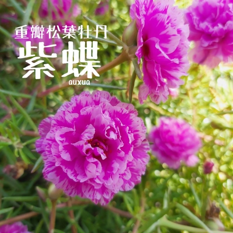紫蝶 ☀️重瓣松葉牡丹☀️⁕特殊色⁕太陽花 枝條 一組 10枝 65元