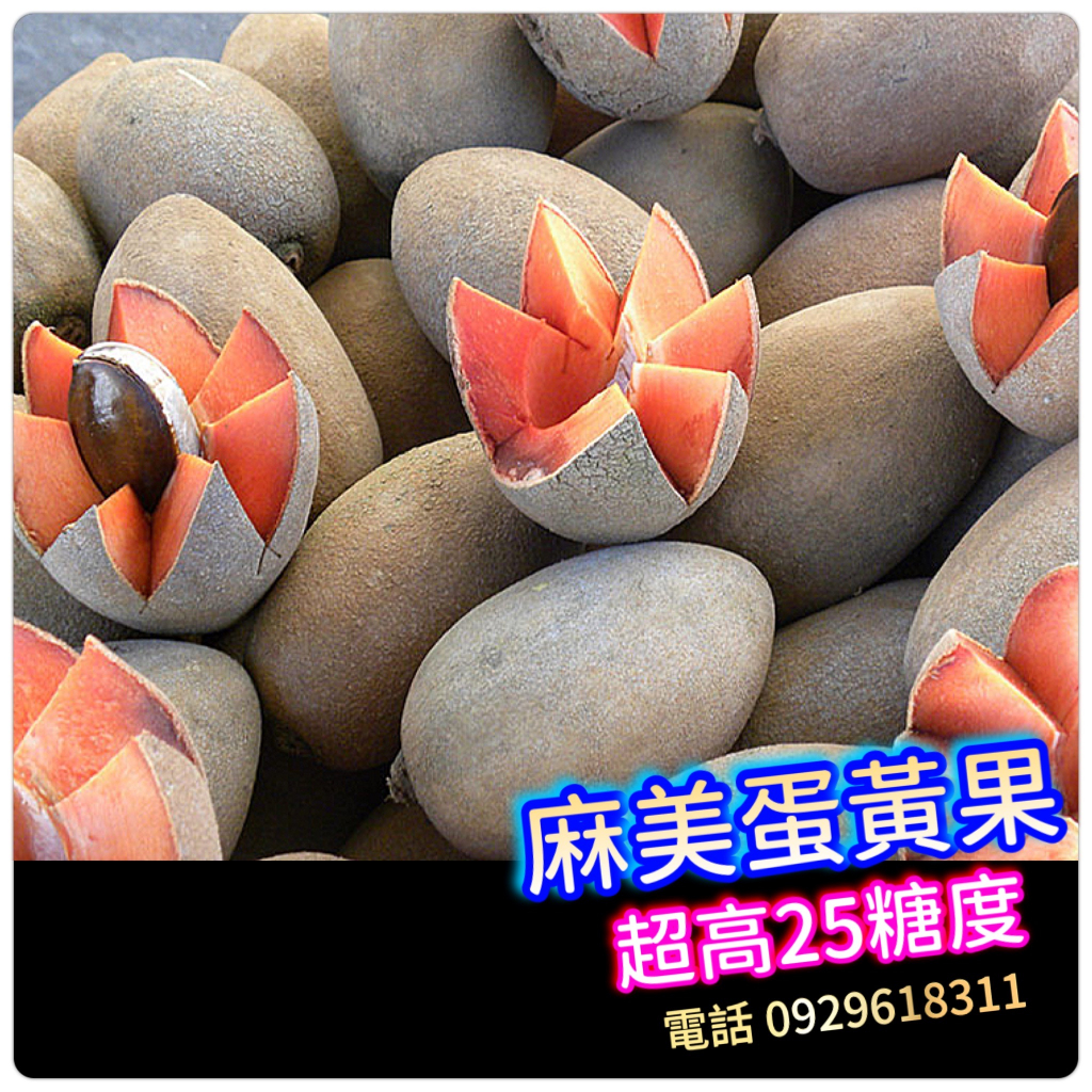 媽咪果盆栽 麻美果盆栽 高壓苗Mamey Sapote (已開過花)麻美蛋黃果、麻咪果、潘婷品種、奇蜜果(綠藍) 水果苗