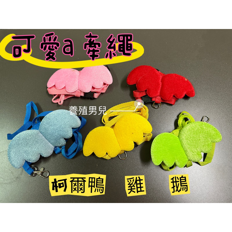 柯爾鴨牽繩，雞鴨鵝、兔子、烏龜牽繩