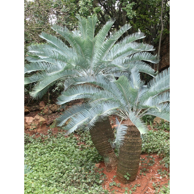 超萌多肉，潮流植物，網紅塊根，稀有蘇鐵，Encephalartos laevifolius飽滿種子