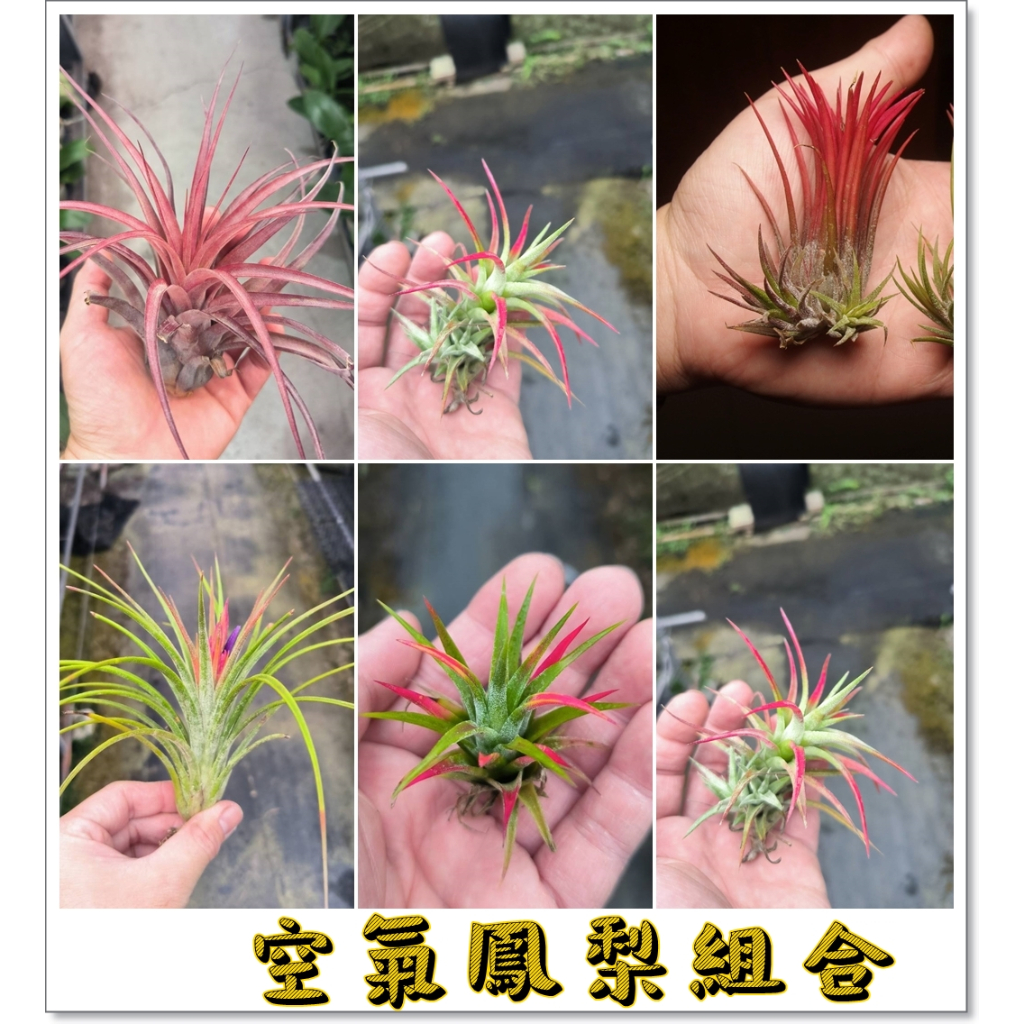<空氣鳳梨> 空鳳/小精靈/紅寶石/全紅小精靈/墨西哥/電燙捲/福果/捲葉小精靈/密桃 卡比他他/霸王/ 雪球