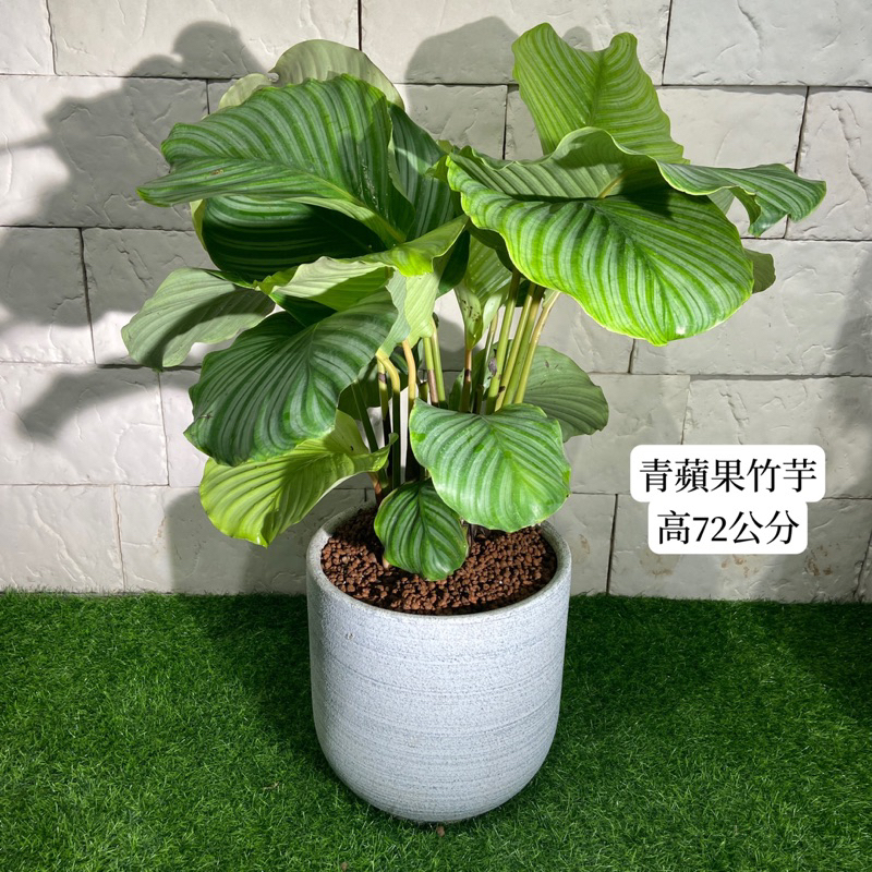 新/芯晨花園三民店/青蘋果竹芋