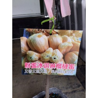 卉迎園藝 粉蜜冰淇淋榴槤蜜嫁接苗 4吋盆 高度60公分 單價400元