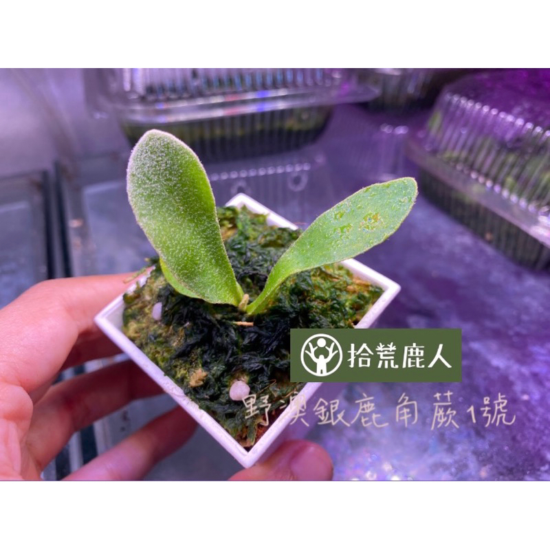 買2送1❗️❗️❗️｜植鹿秘蕨｜野澳銀（P.Veitchii Wild AUS）鹿角蕨（附花牌）【超值優惠‼】