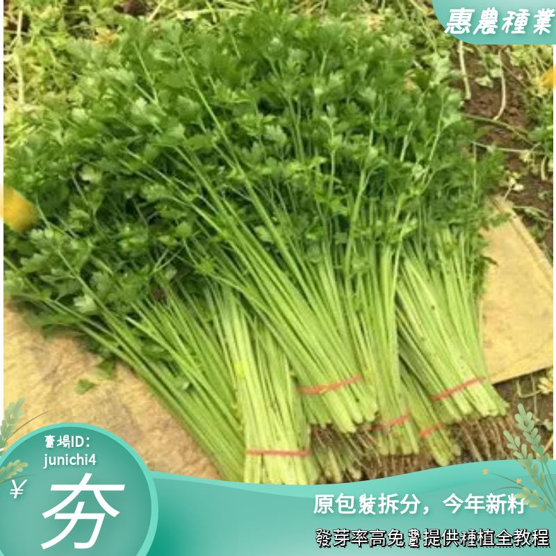 速生芹菜種子四季小香芹種子山芹玻璃脆芹陽臺芹菜苗蔬菜苗幼苗【惠農園藝】