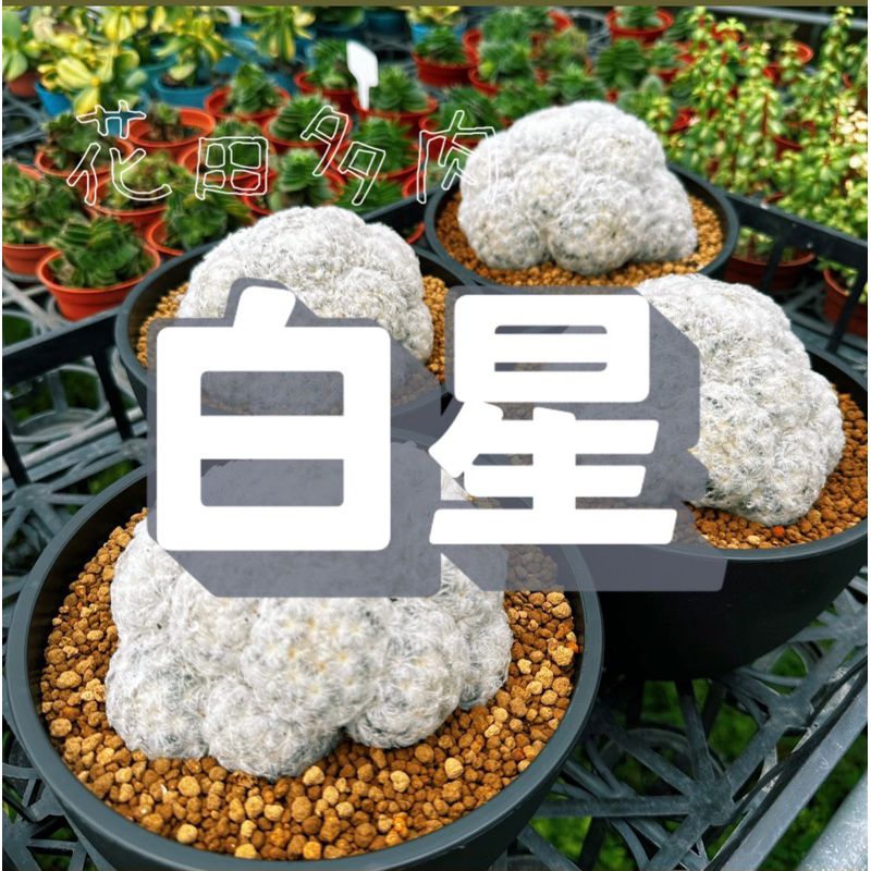 白星 7吋盆 多肉植物/仙人掌/塊根/塊莖/龍舌蘭/潮流/avage/caudex