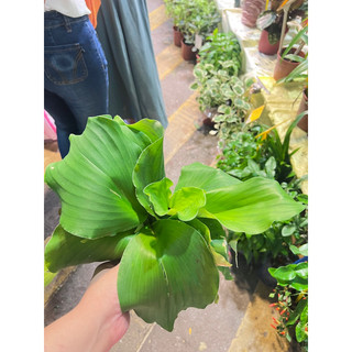 南洋料理 沙薑 山奈Sand Ginger，Aromatic Ginger