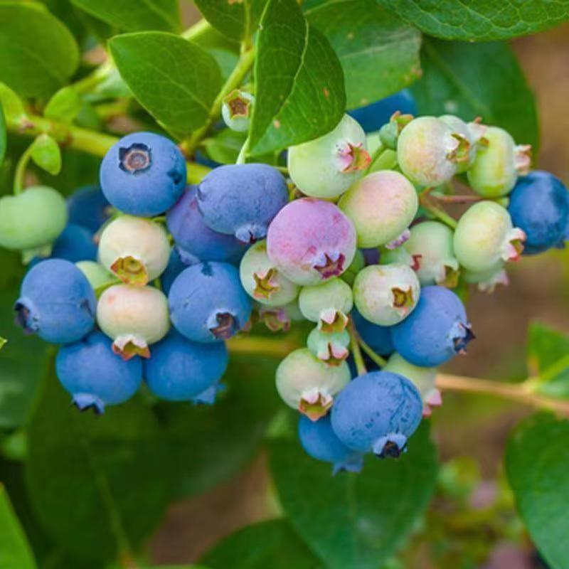 💕台灣💋藍莓種子 四季種植 藍莓種子 庭院陽台盆栽種植