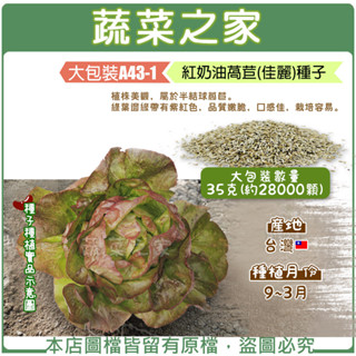 蔬菜之家滿額免運【00A43-1】大包裝.紅奶油萵苣(佳麗)種子35克(約28000顆)//植株美觀，屬於半結球萵苣。