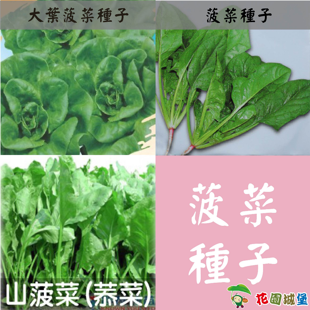 現貨-菠菜種子 耐熱山菠菜 農友菾菜 茉菜 茄茉菜 加目菜 厚皮菜 牛皮菜 大葉菠菜 葉菜類 【花園城堡】