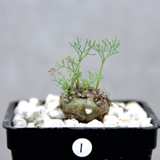 Sarcocaulon peniculinum 白皮月界 龍骨城屬 多肉 塊根