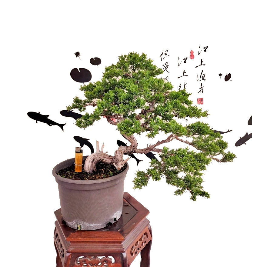 神舞園/真柏/中品 | forstec.com