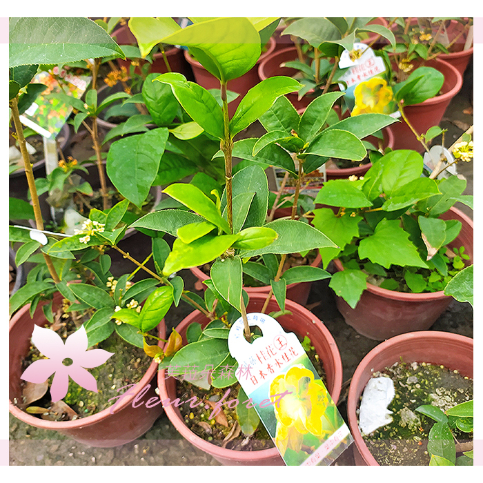 菈朵森林 日本香水桂花 5-6吋盆 季節花卉 觀賞花卉 香花植物
